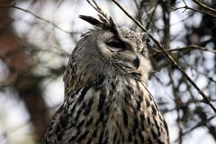 Bubo bubo, Tierpark Lange Erlen, Basel, CH