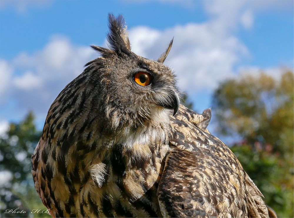 Bubo bubo  - Uhu