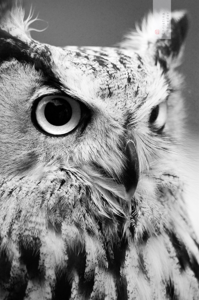 Bubo