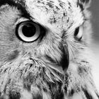 Bubo