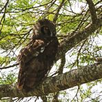 Bubo lacteus