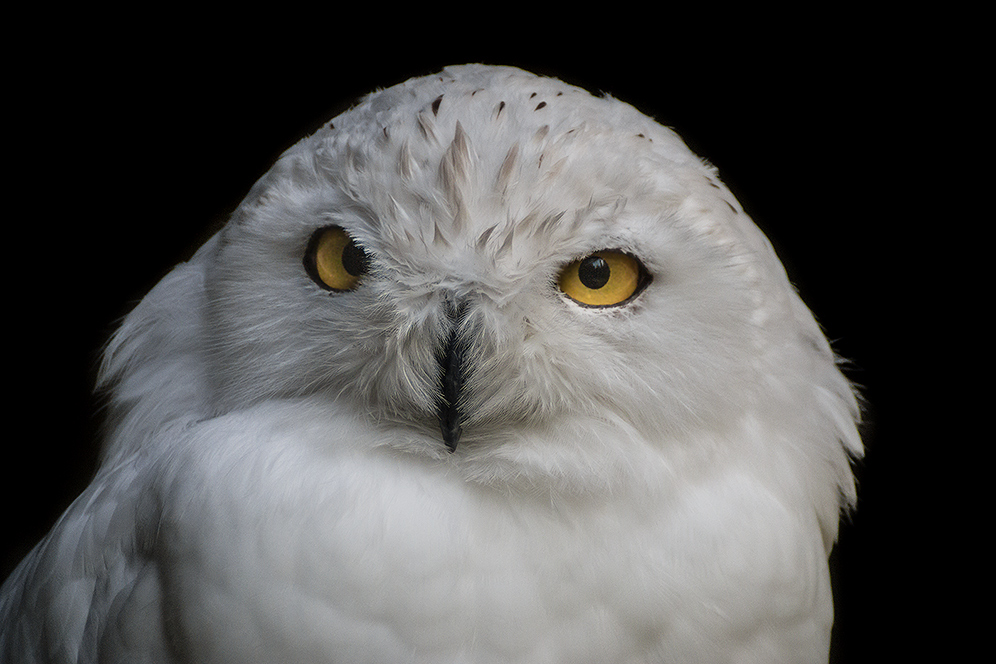 Bubo scandiaca