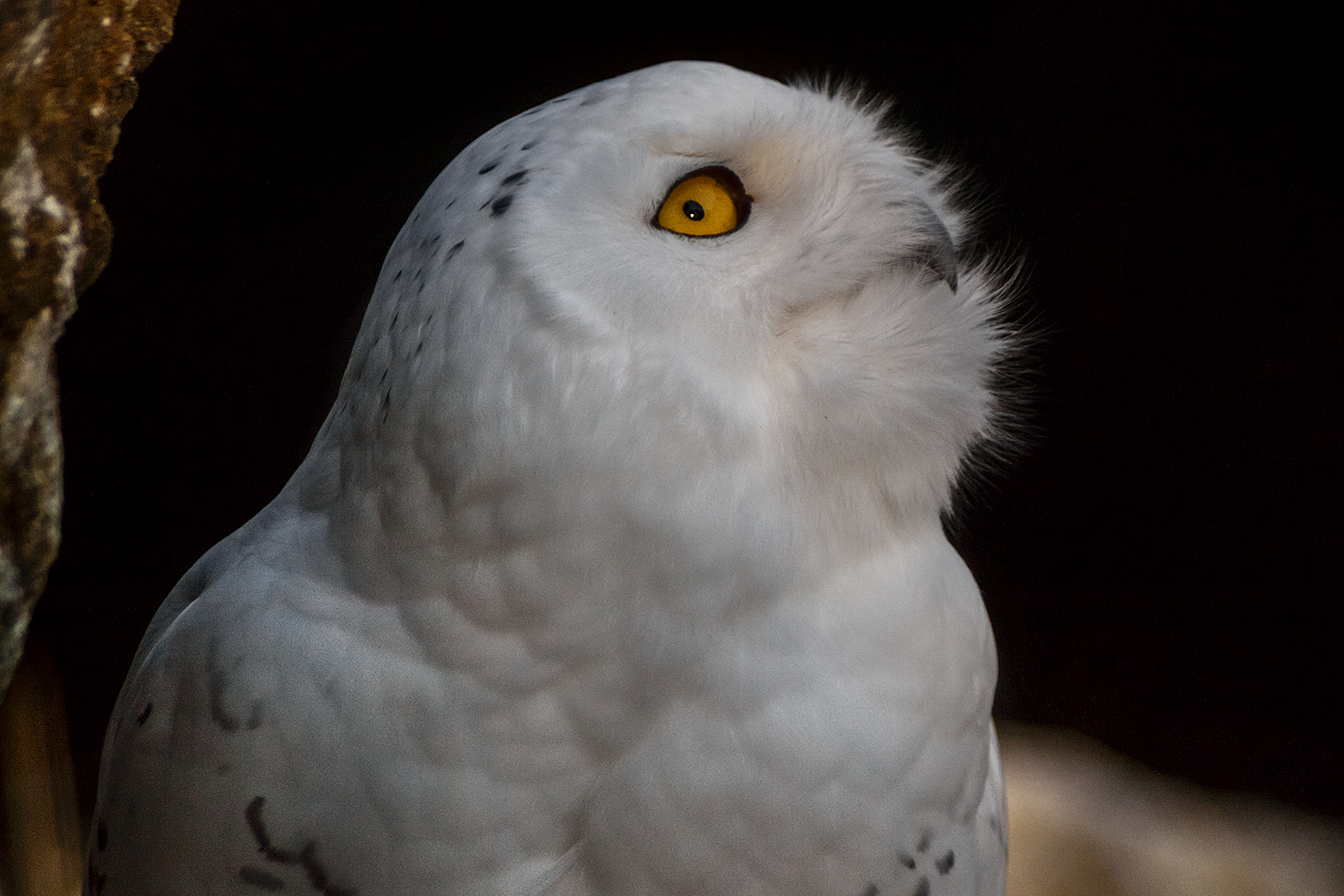 BUBO SCANDIACUS Foto & Bild natur, zoo, tiere Bilder auf