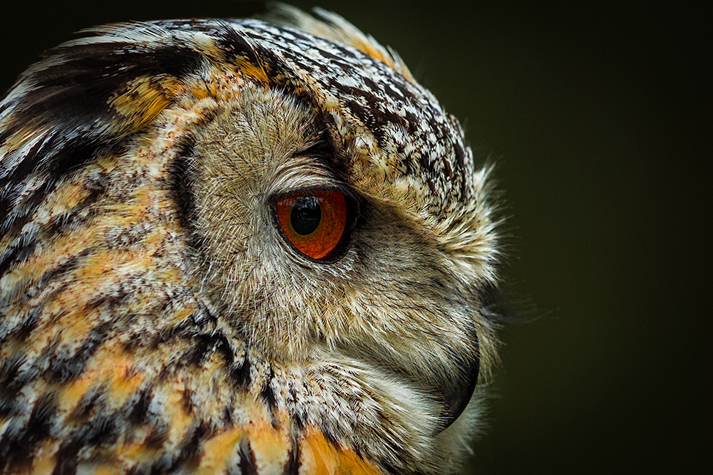 Bubo the owl