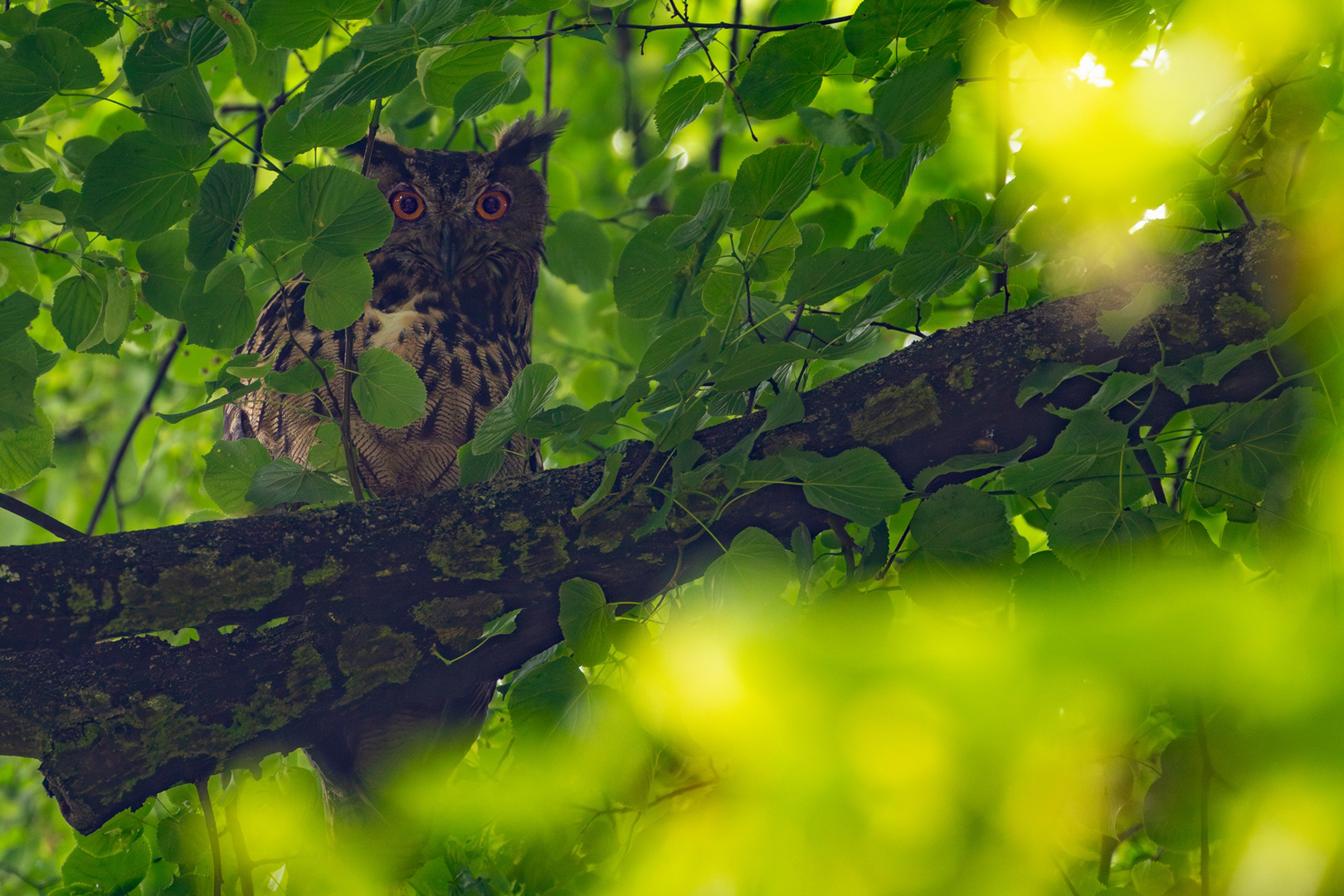 Bubo - Uhu im Dunkeln  versteckt 