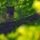 Bubo - Uhu im Dunkeln  versteckt 