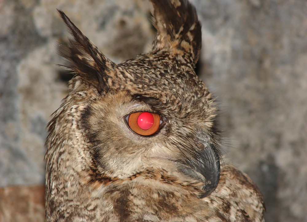 Bubo virginianus (ñacurutu)