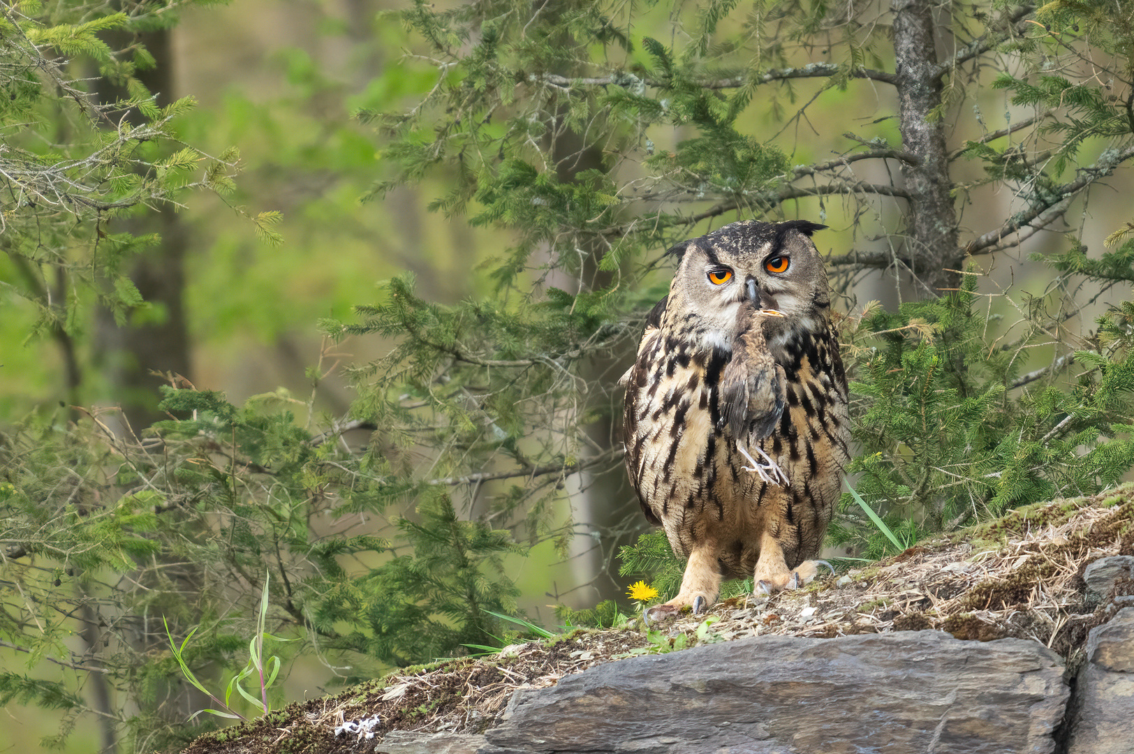 buBobUbo I Foto & Bild tiere, wildlife, wild lebende vögel Bilder auf