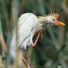 Bubulcus ibis