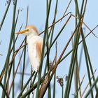 Bubulcus ibis