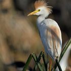 Bubulcus Ibis