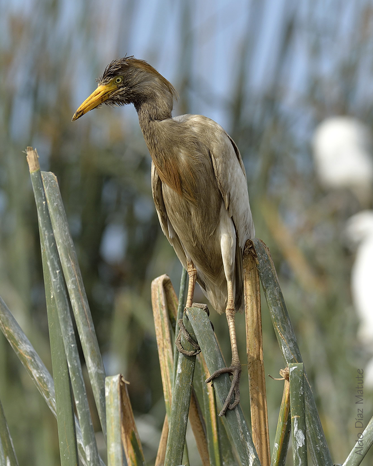 Bubulcus ibis