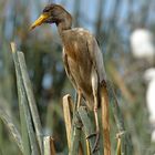 Bubulcus ibis