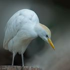 (Bubulcus ibis)