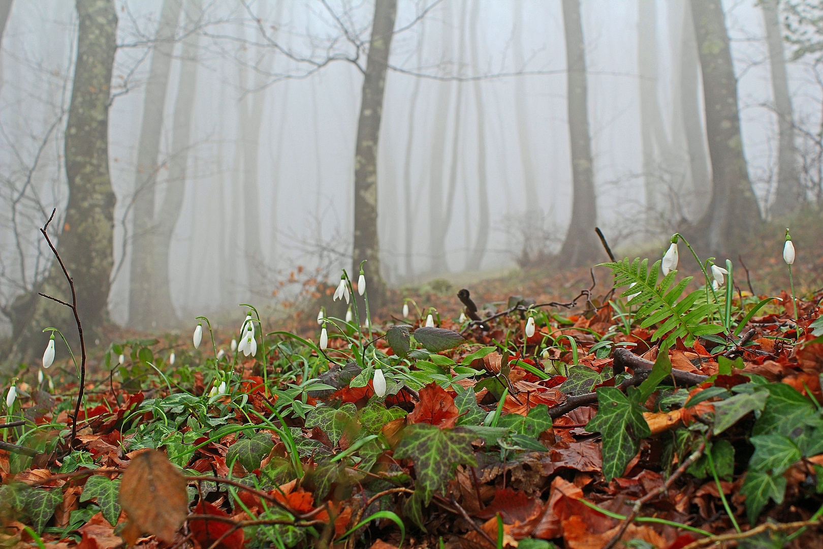 Bucaneve nella nebbia