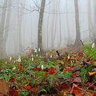 Bucaneve nella nebbia