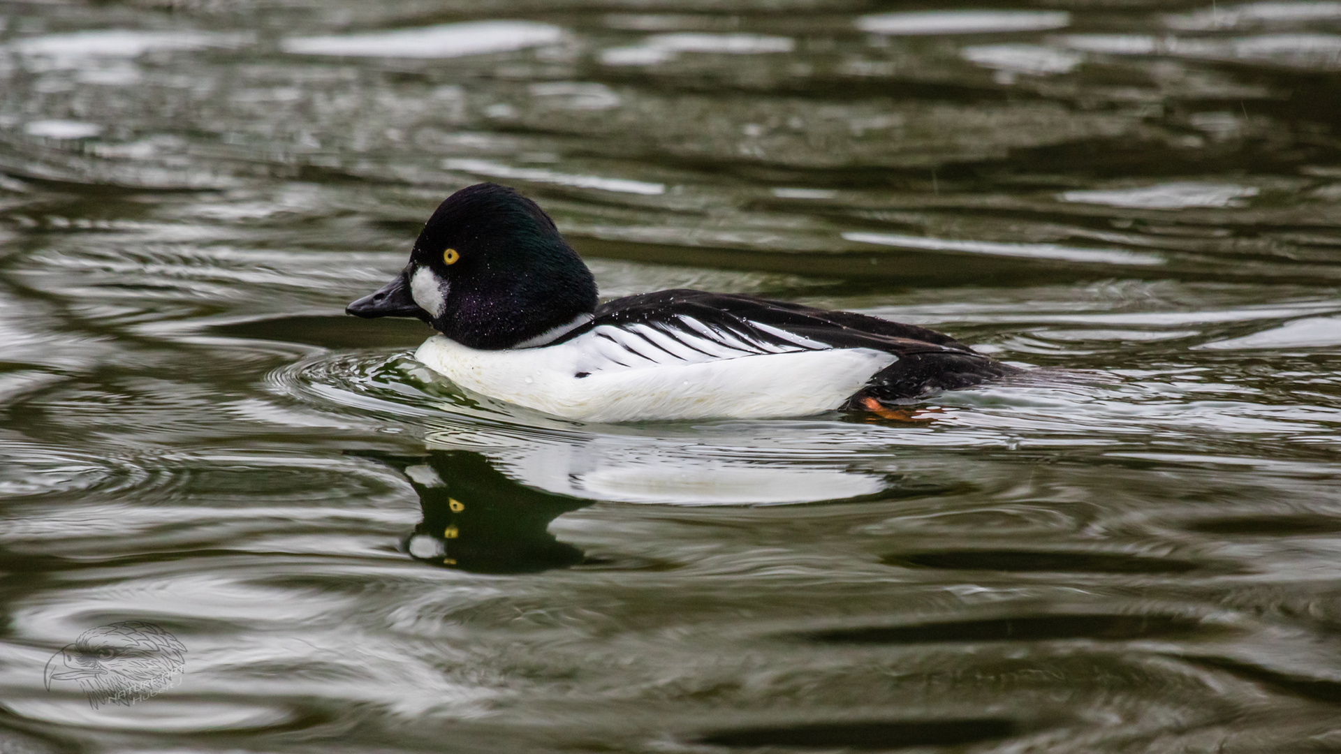 Bucephala clangula