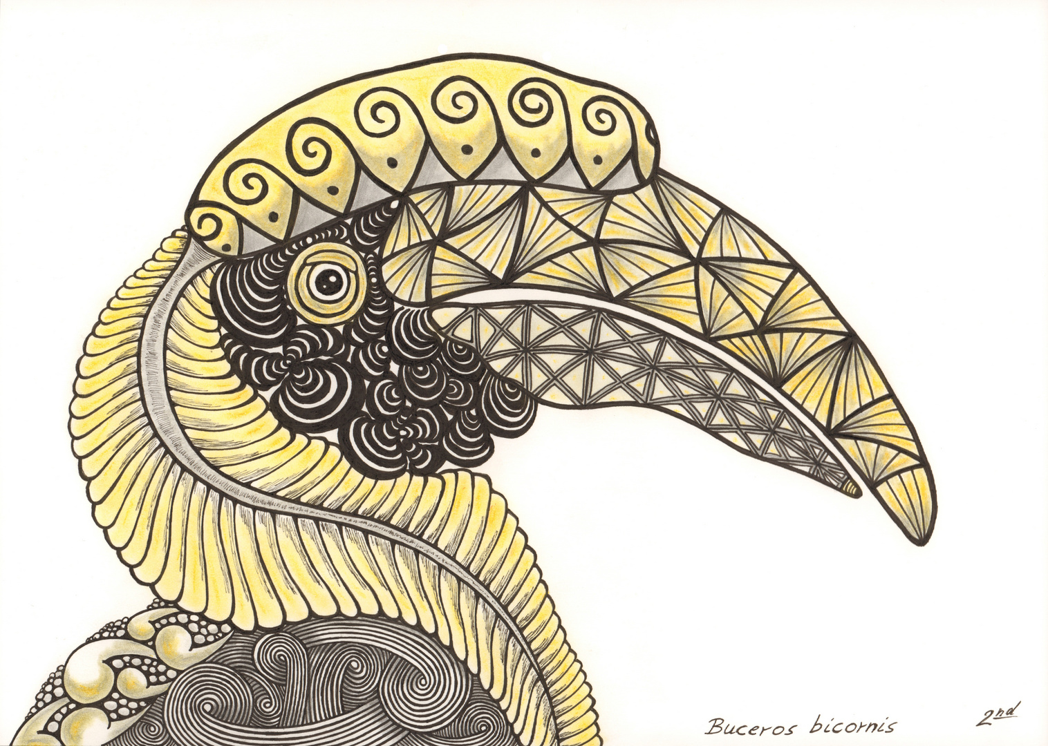 Buceros Bicornis - Doppelhornvogel