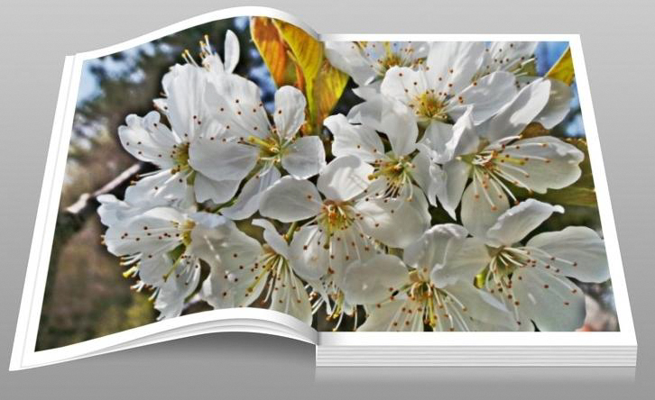  Buch mit wilden Kirsch-Blüten (Archiv)