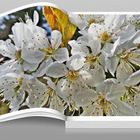  Buch mit wilden Kirsch-Blüten (Archiv)