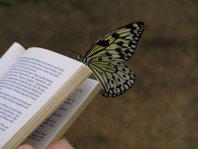 Buch und Butterfly