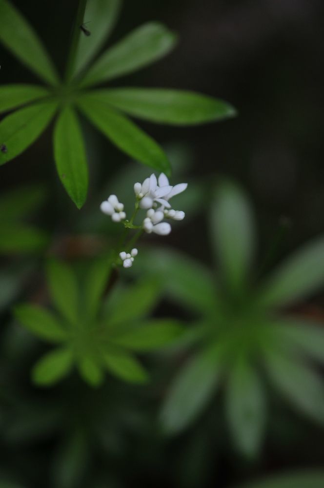 Buchberger Leite 4- Waldmeister