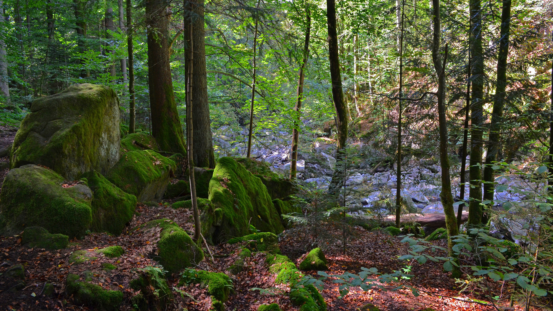 Buchberger Leite / Bayerischer Wald