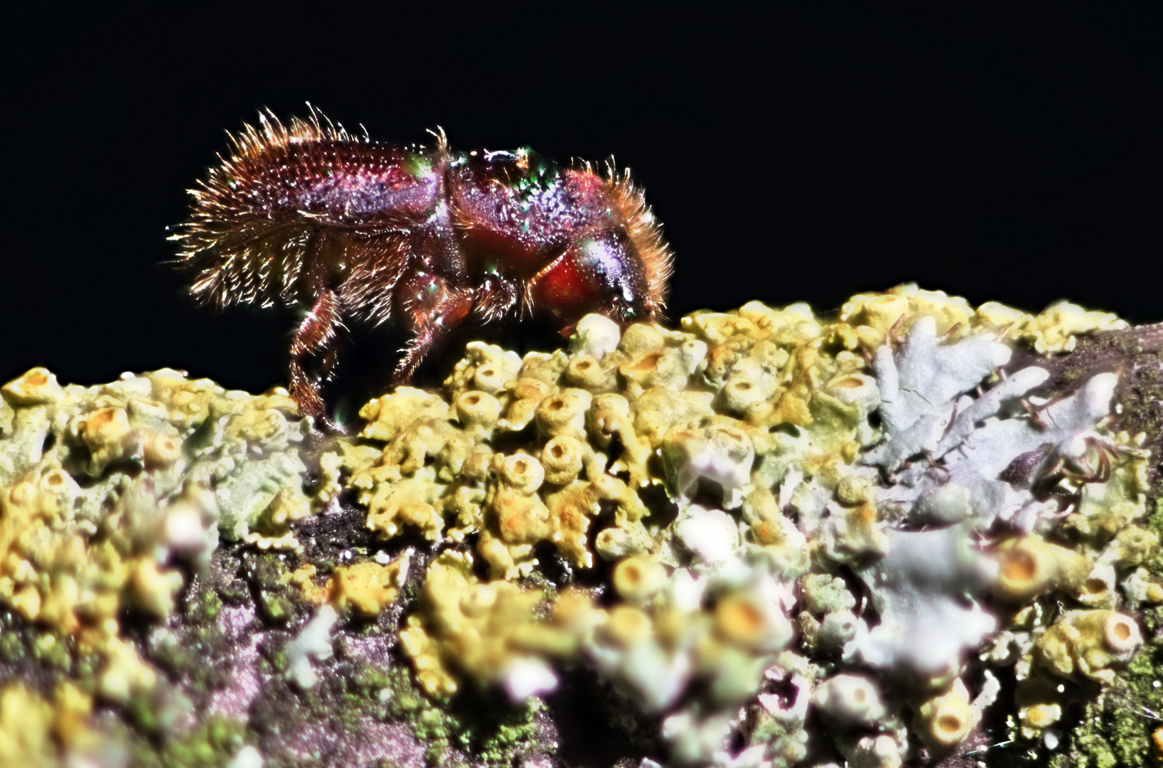 Buchdrucker auf Flechte