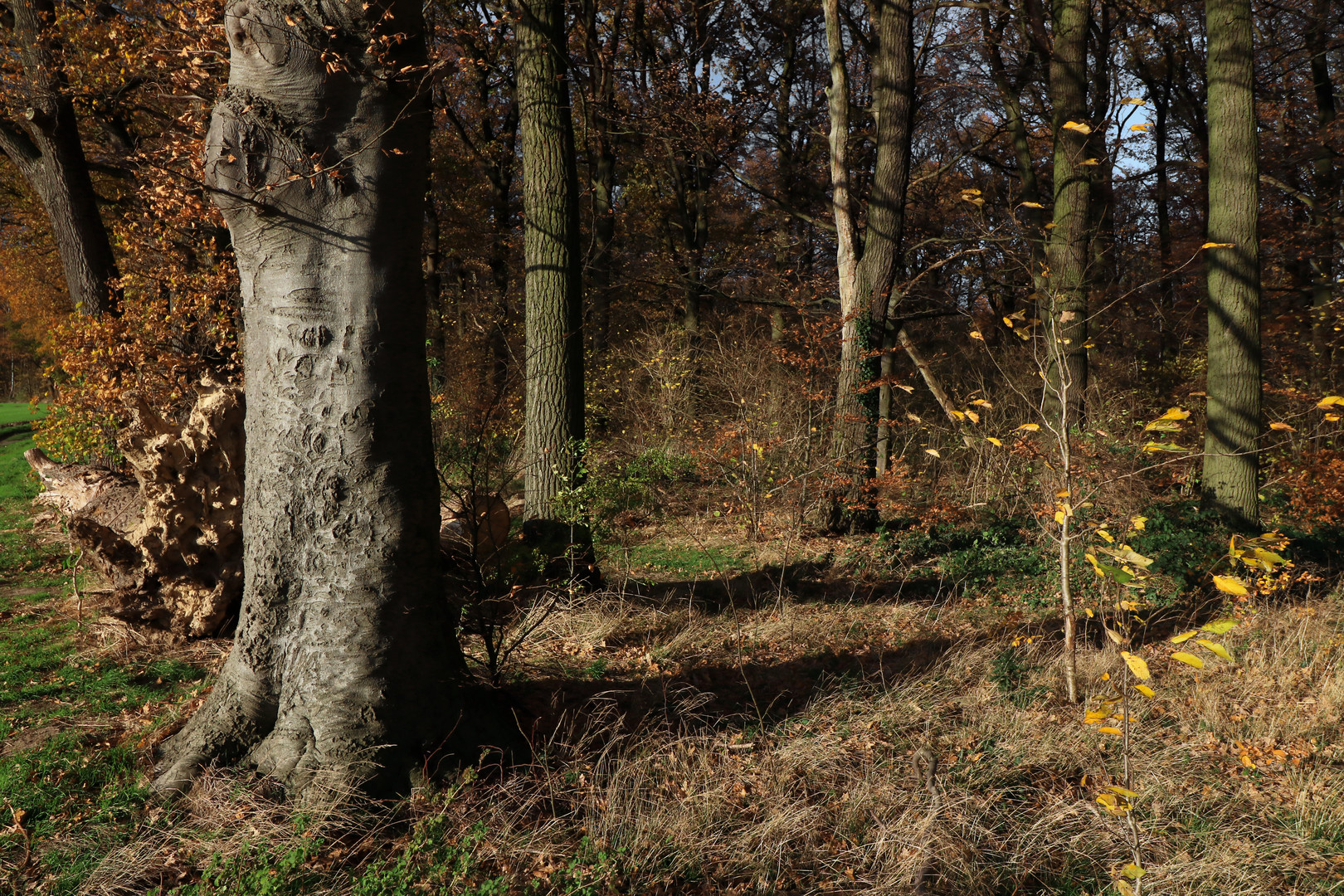 Buche am Waldrand