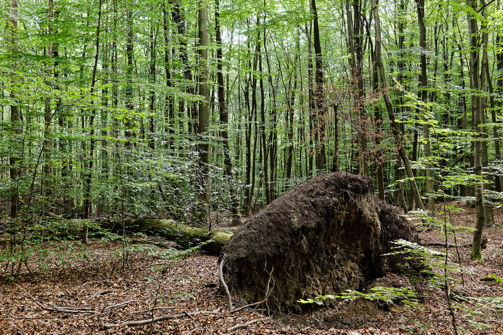 Buche auf Buche