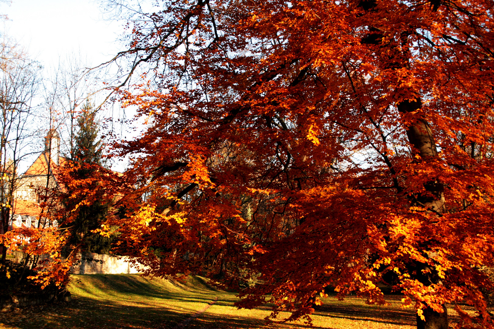 Buche - Beech