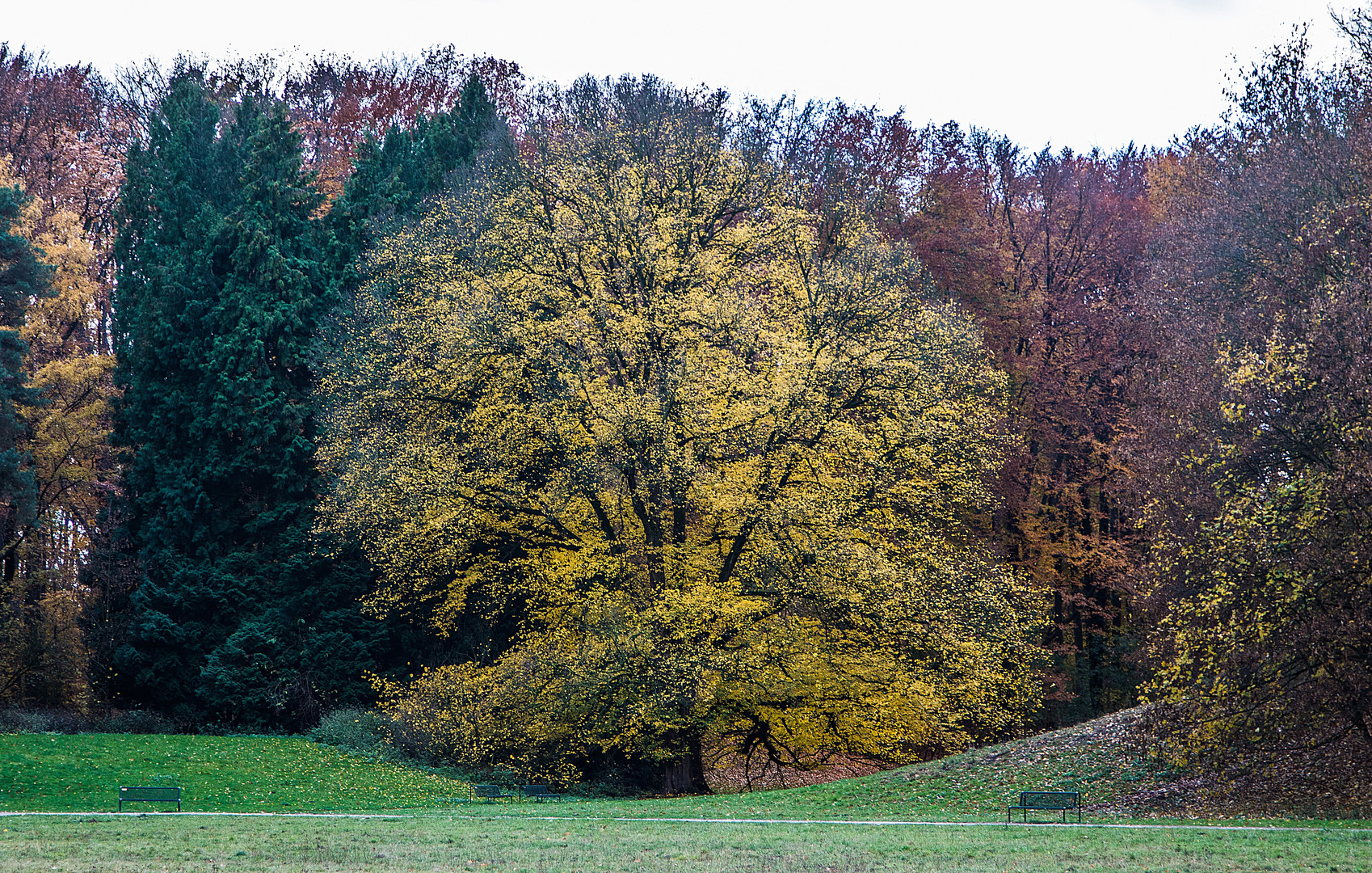 Buche freistehend ..