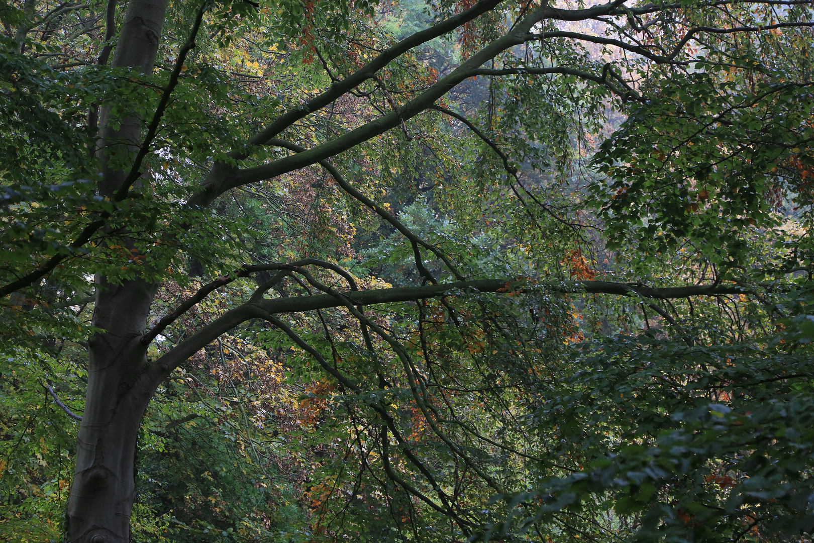 buche herbstlich