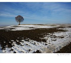 * Buche im Februar...II *