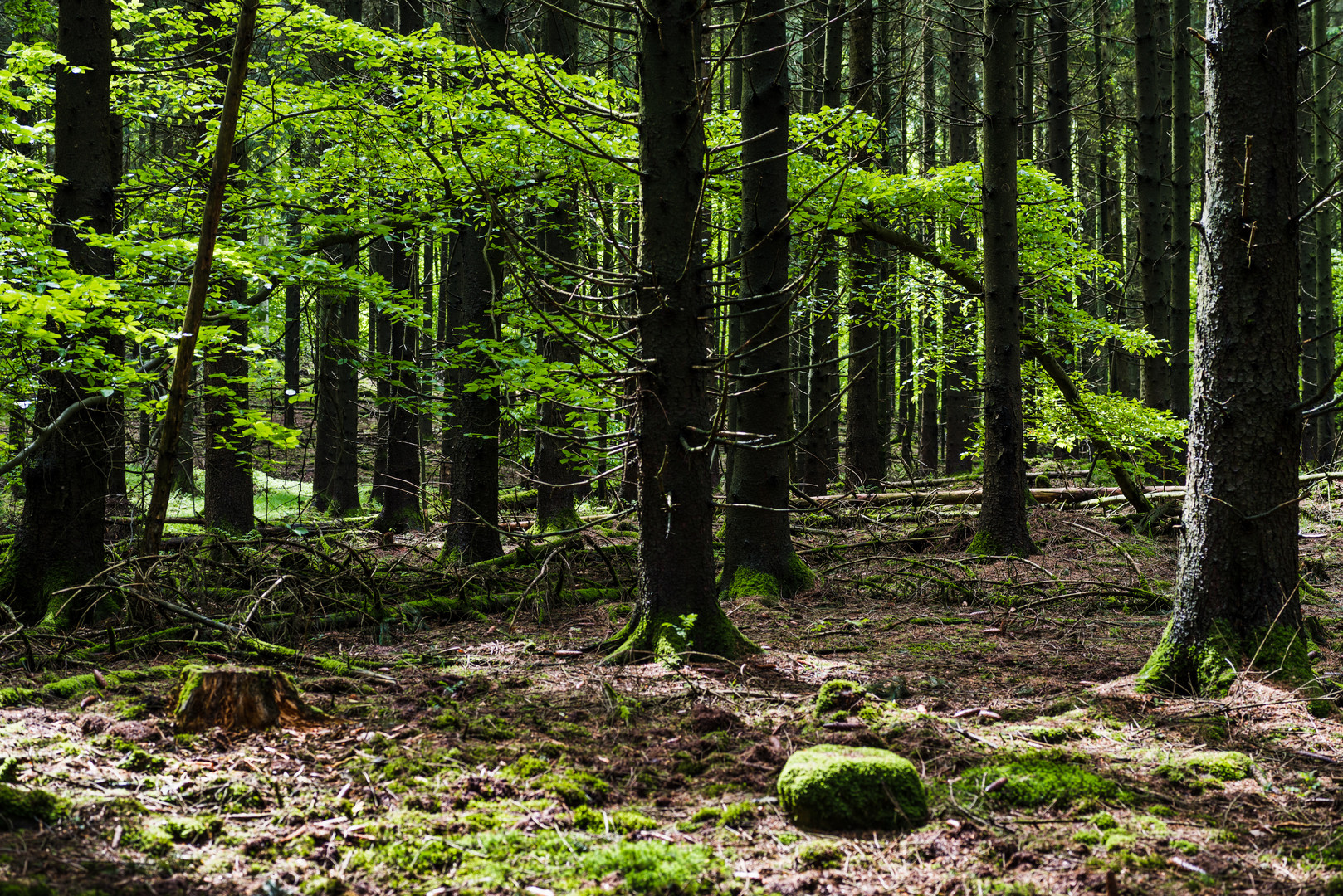 Buche im Fichtenwald  (2)