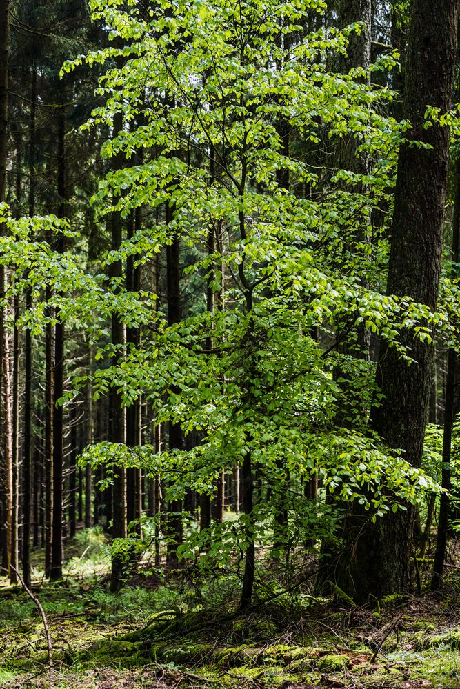 Buche im Fichtenwald