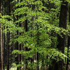 Buche im Fichtenwald