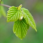 Buche im Frühling