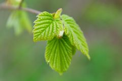 Buche im Frühling