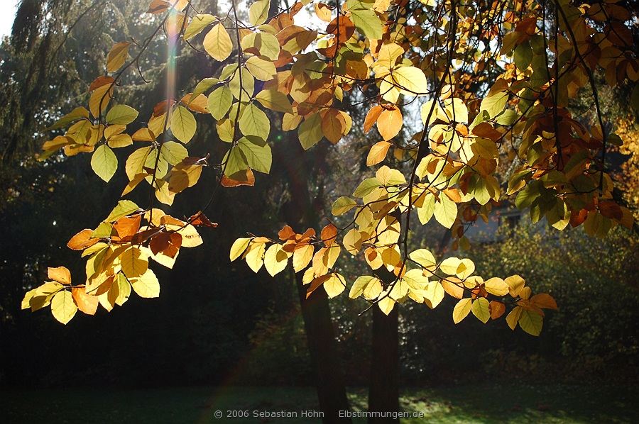 Buche im Gegenlicht