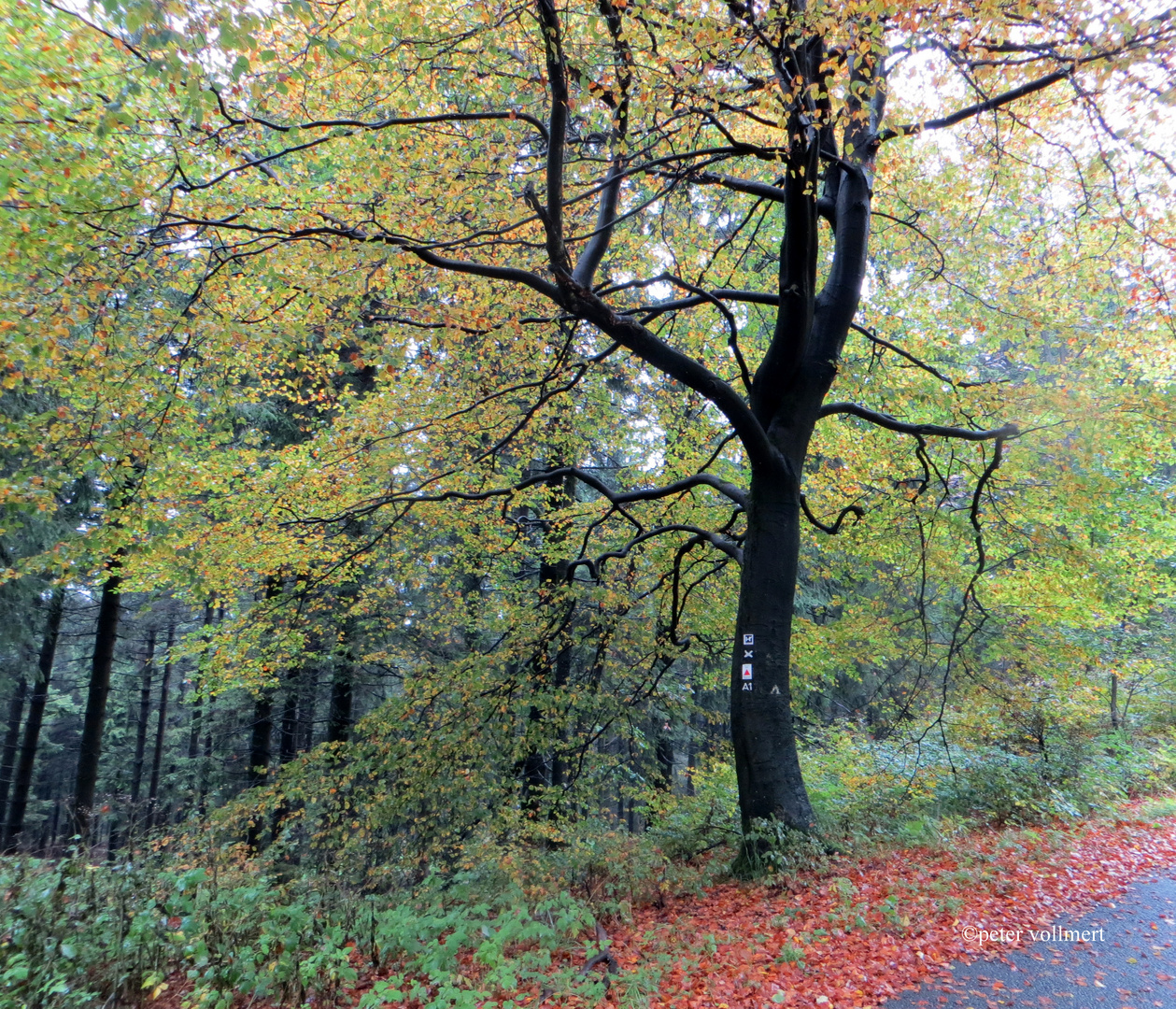 Buche im Herbst