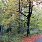 Buche im Herbst