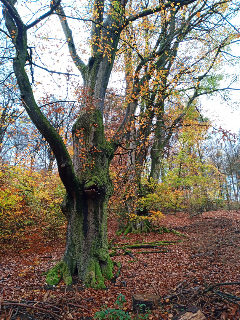 Buche im Herbst Foto & Bild pflanzen, pilze & flechten, bäume