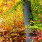 Buche im Herbst