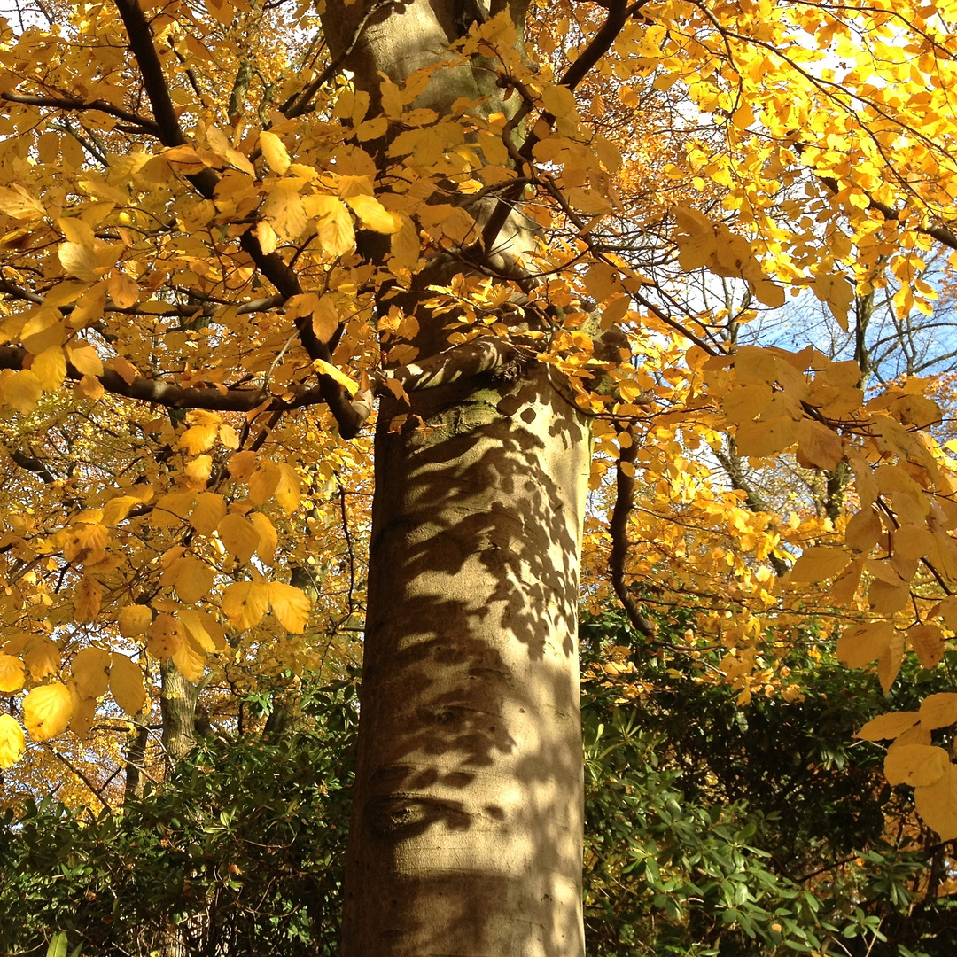 Buche im Herbst