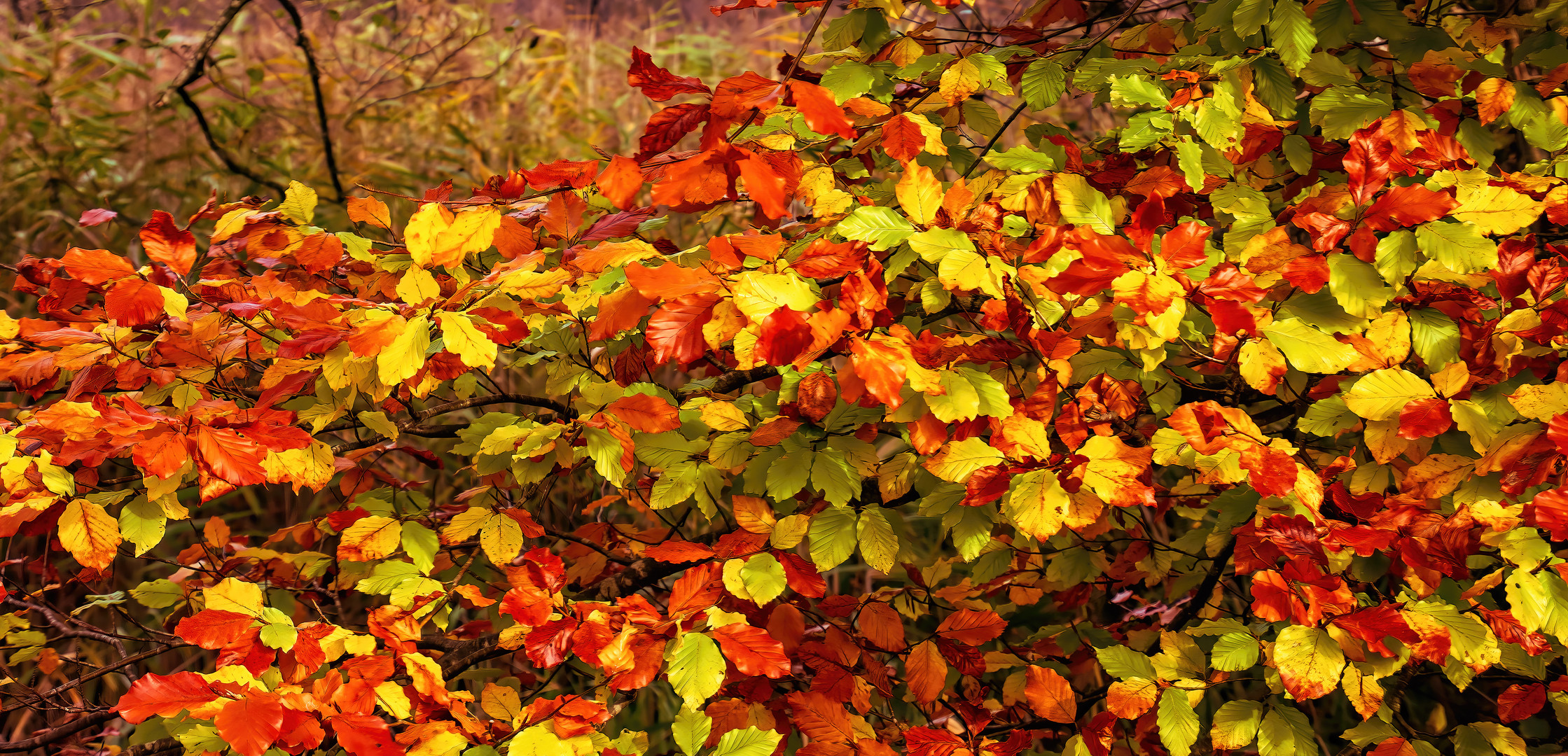 Buche im Herbst Foto & Bild pflanzen, pilze & flechten, landschaft