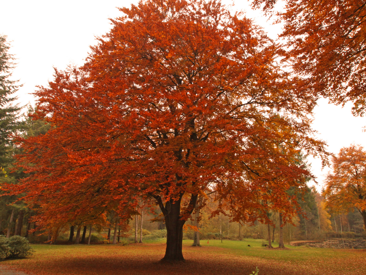 Buche im Herbst