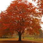 Buche im Herbst