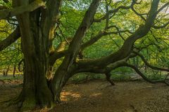 Buche im Herbst