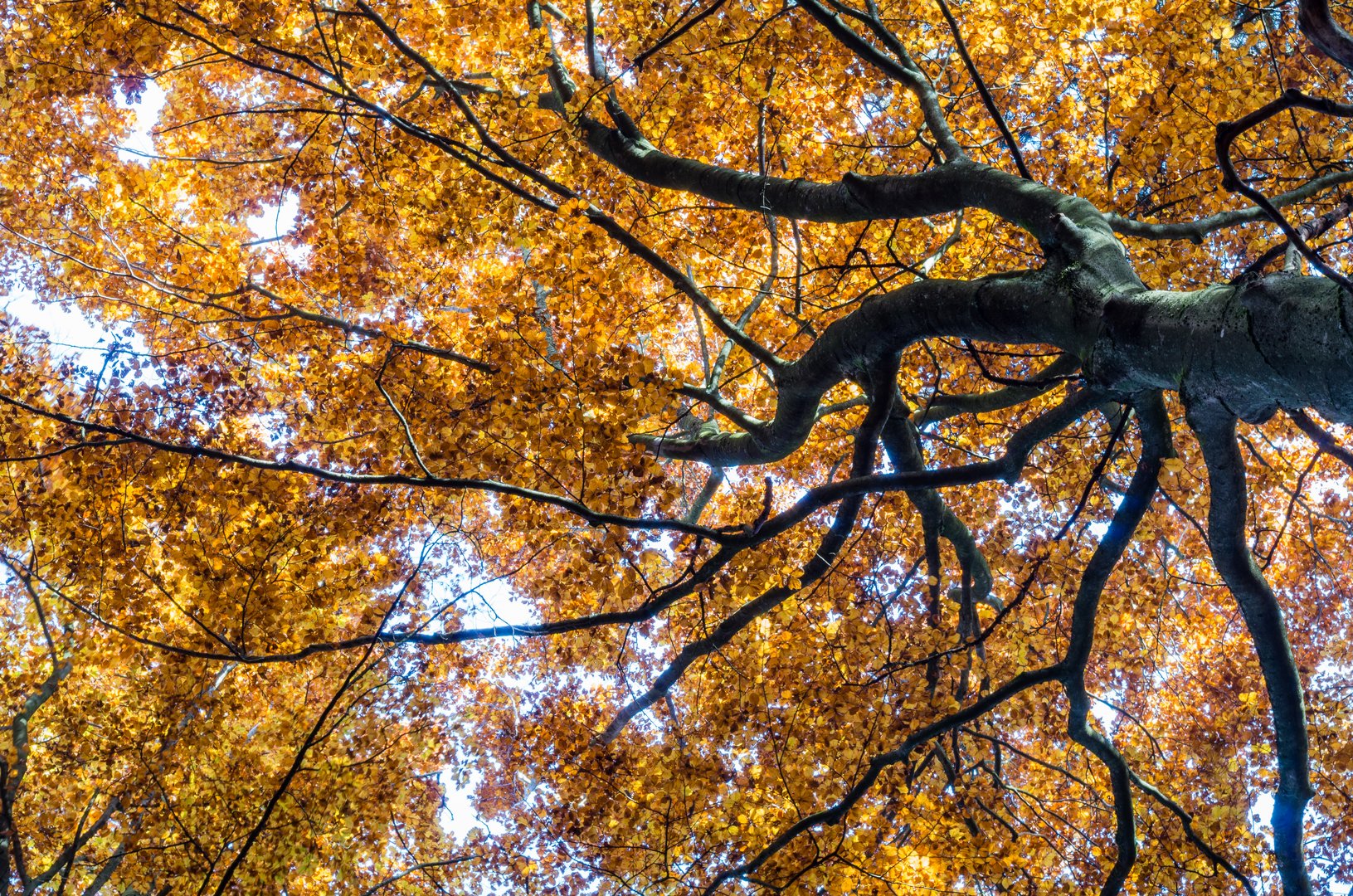 Buche im Herbst